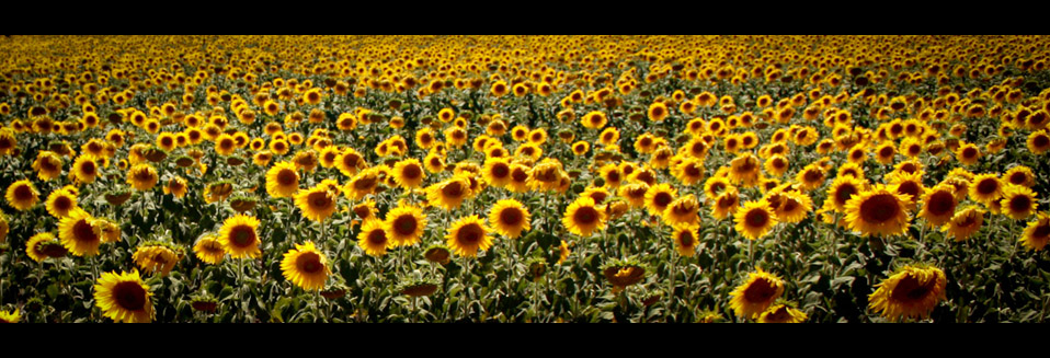 Campo de girasoles