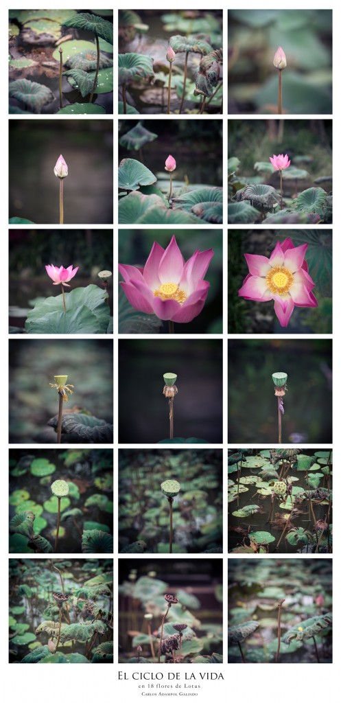 El cliclo de la vida en 18 flores de Loto